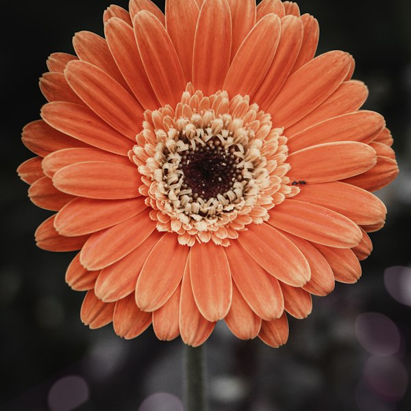 Gerbera